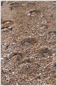 Buffalo Track on the Beach