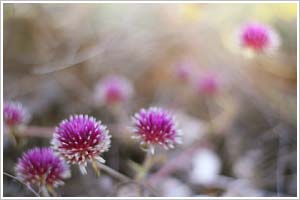 Flowers on Baniyala beach