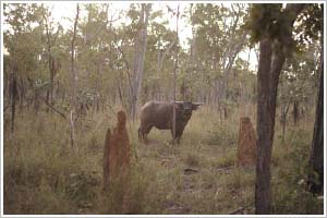 Buffalo around Baniyala