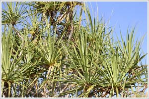 Pandanus